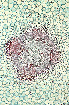 Vicina Faba young Root. C.C