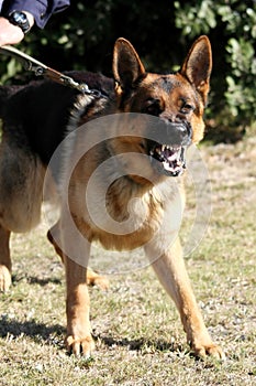 Malo policía el perro 