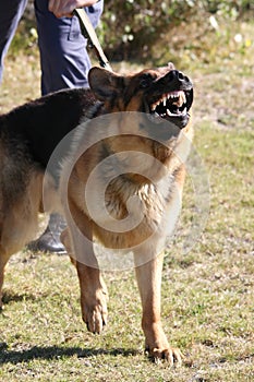 Vicious Police Dog photo