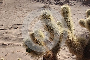 Vicious thorns of Cholla Cactus near El Golfo de Santa Clara, Sonora, Mexico photo