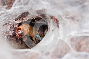 Victim of a Tarantula