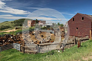 Victor Colorado Cattle Yards