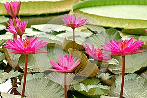 Victoria Amazonica (close up)