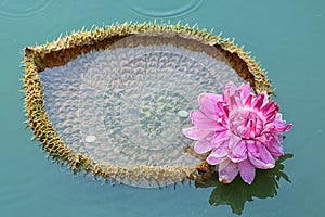 Victoria Amazonica ,Giant Amazonian Waterlily Latin