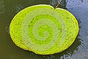Victoria Amazonica Giant Water Lilies