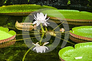 Victoria Amazonica (giant waterlily)