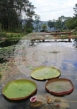 Victoria amazonica grand lotus