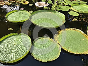 Victoria amazonica large leaves of aquatic plants i