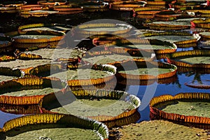 Victoria Amazonica lilies in Pamplemousses Boticanal Gardens, Mauritius