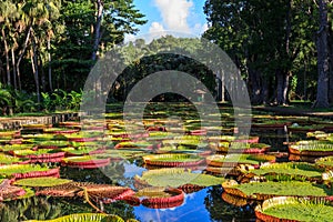 Victoria Amazonica lilies in Pamplemousses Boticanal Gardens, Mauritius