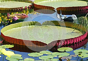 Victoria amazonica Lotus leaves with reflections