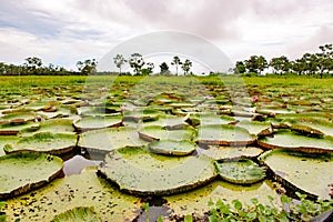 Victoria Amazonica - Nymphaeaceae - indigenous to the Amazon River basin`s shallow waters. Here on Amazon River in Brazil