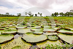 Victoria Amazonica - Nymphaeaceae - indigenous to the Amazon River basin`s shallow waters. Here on Amazon River in Brazil photo