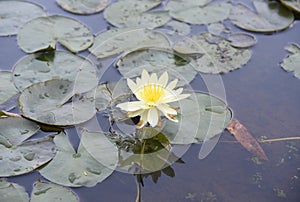 Victoria Amazonica Nymphaeaceae park botanic Brazil