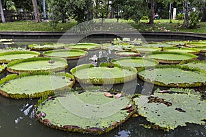 Victoria amazonica in pond