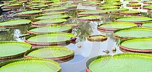Victoria amazonica in the pond