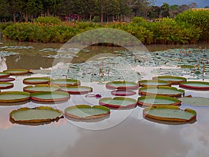 Victoria amazonica in the pond.