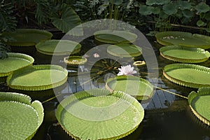 Victoria amazonica in a pond