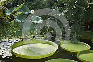 Victoria amazonica in a pond