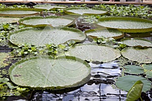 Victoria amazonica regia giant water lily floating float leaves pad pads