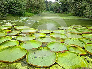 Victoria amazonica is a species of flowering plant, the largest of the Nymphaeaceae family of water lilies. at botanical garden Ho