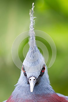 Victoria Crowned bird (Goura victoria)