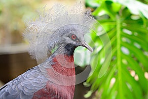 Victoria crowned pigeon