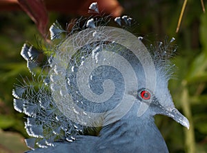 Victoria crowned pigeon