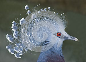 Victoria crowned pigeon photo