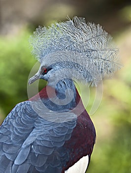 Victoria Crowned Pigeon