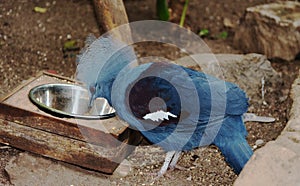 Victoria crowned pigeon