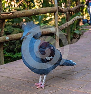 The Victoria crowned pigeon