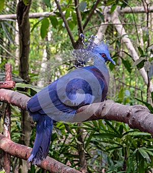 The Victoria crowned pigeon