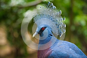 Victoria Crowned Pigeon