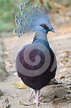 Victoria crowned pigeon