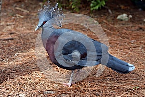 Victoria Crowned Pigeon