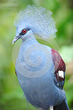 Victoria crowned pigeon