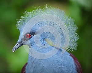 Victoria crowned pigeon