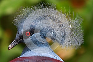 Victoria crowned pigeon