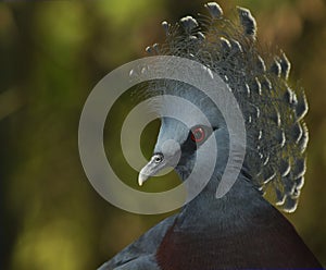 Victoria Crowned Pigeon