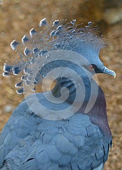 Victoria crowned pigeon