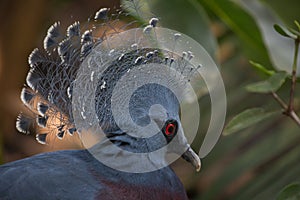 Victoria crowned pigeon. Bird