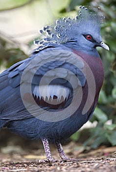 Victoria crowned pigeon bird , papua new guinea