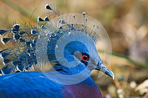 Victoria Crowned Pigeon