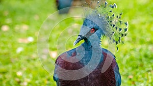 Victoria Crowned Pigeon , Goura bird with green grass on background