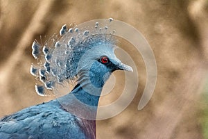 Victoria crowned pigeon (Goura victoria