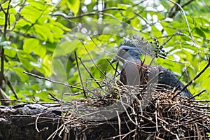 Victoria Crowned Pigeon Goura victoria  bird`s nest on branch in tree after rain,Animal conservation and protecting ecosystems