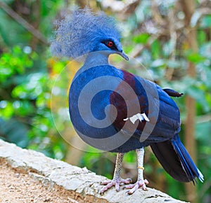 Victoria Crowned Pigeon or Goura victoria