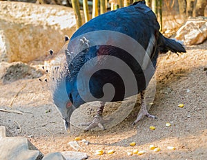 The Victoria crowned pigeon Goura victoria is looking at some