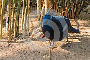 The Victoria crowned pigeon Goura victoria is looking at somet